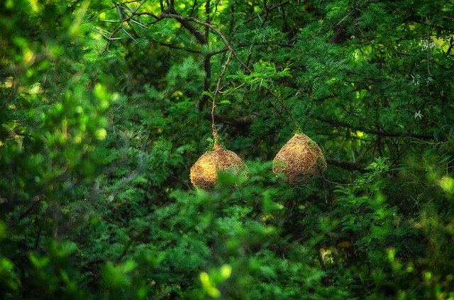 Free download Trees Green Weaver -  free photo or picture to be edited with GIMP online image editor