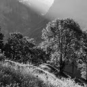 Trees Growing on Mountain Hill  screen for extension Chrome web store in OffiDocs Chromium