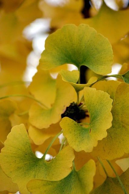 Free download tree sheets ginkgo fall foliage free picture to be edited with GIMP free online image editor