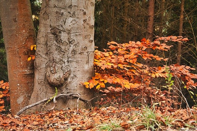 Безкоштовно завантажити Trees Herbs Colorful - безкоштовне фото або зображення для редагування за допомогою онлайн-редактора зображень GIMP