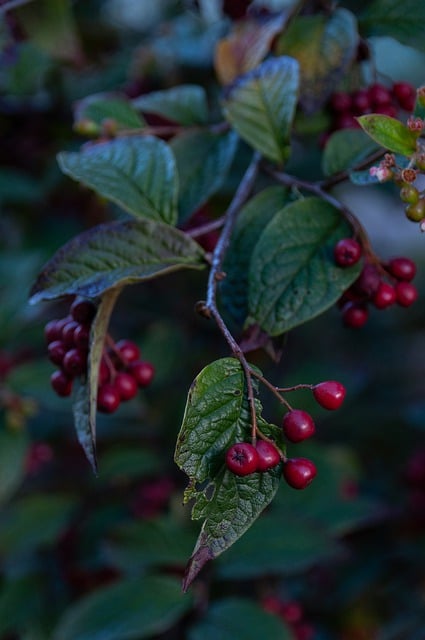 Free download tree shrub berry fall nature free picture to be edited with GIMP free online image editor