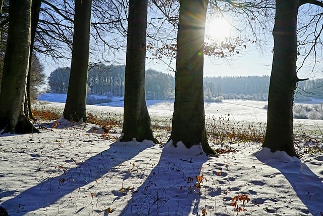 GIMP ücretsiz çevrimiçi resim düzenleyiciyle düzenlenecek ücretsiz indir ağaç silueti doğa don kar ücretsiz resim