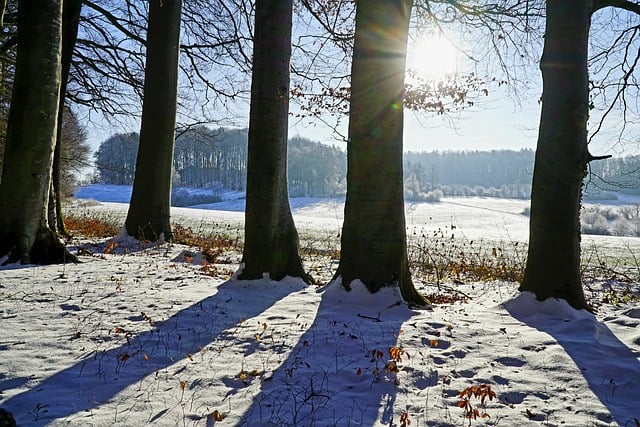 Free download tree silhouette nature frost snow free picture to be edited with GIMP free online image editor