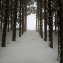 Trees in front of winter  screen for extension Chrome web store in OffiDocs Chromium