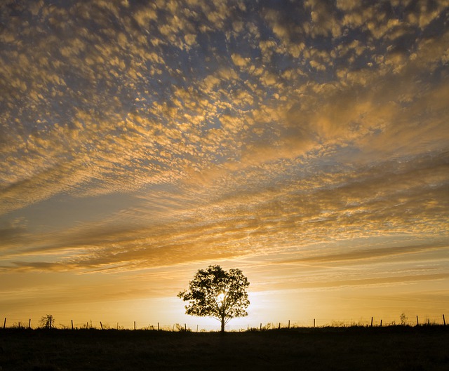 Free download tree single single tree sky cloud free picture to be edited with GIMP free online image editor