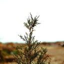 Trees in the desert  screen for extension Chrome web store in OffiDocs Chromium