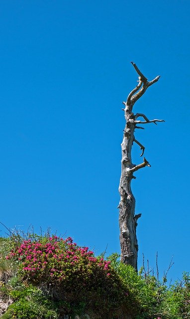 Download grátis Tree Skeleton Alprose - foto grátis ou imagem para ser editada com o editor de imagens online GIMP