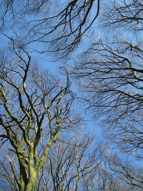 Free picture Tree Sky Beech -  to be edited by GIMP free image editor by OffiDocs