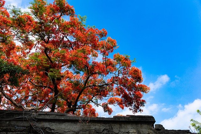 Gratis download Tree Sky Blue - gratis gratis foto of afbeelding om te bewerken met GIMP online afbeeldingseditor