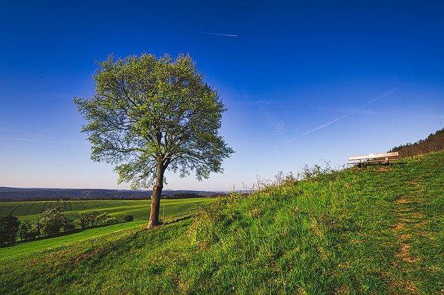 تنزيل مجاني Tree Sky Horizon - صورة مجانية أو صورة ليتم تحريرها باستخدام محرر الصور عبر الإنترنت GIMP