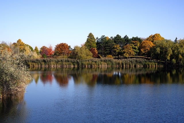 Free download trees lake forest nature autumn free picture to be edited with GIMP free online image editor