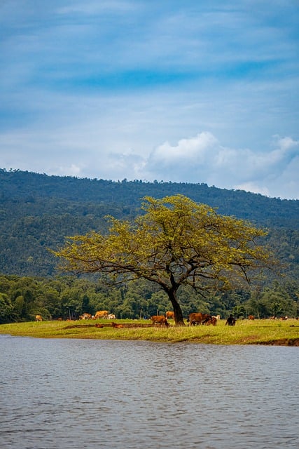 Muat turun percuma pokok tasik sungai rumput gunung gambar percuma untuk diedit dengan GIMP editor imej dalam talian percuma