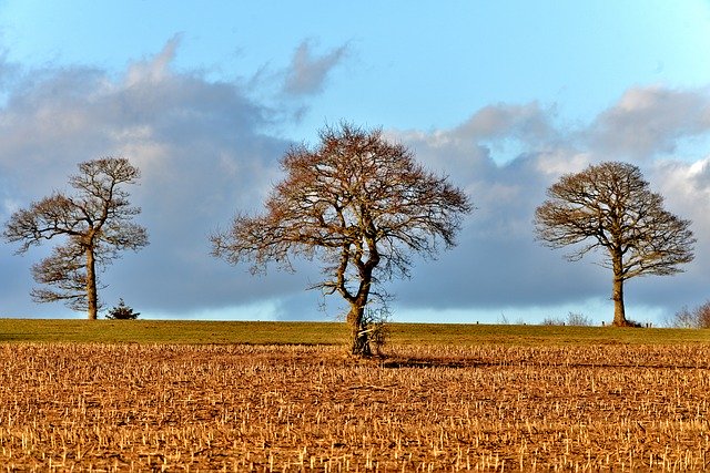 Free download Trees Landscape Nature -  free photo or picture to be edited with GIMP online image editor