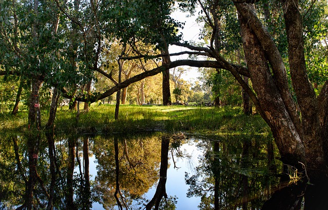 Free download trees landscape nature reflections free picture to be edited with GIMP free online image editor