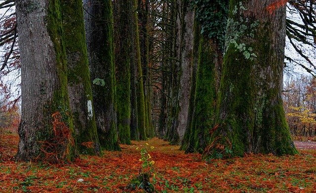 הורדה חינם Trees Leaves Nature - תמונה או תמונה בחינם לעריכה עם עורך התמונות המקוון GIMP