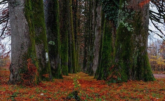 Free download Trees Leaves Nature -  free photo or picture to be edited with GIMP online image editor