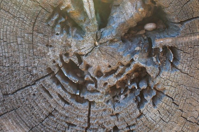 دانلود رایگان Tree Slice Of Wood Background - عکس یا تصویر رایگان قابل ویرایش با ویرایشگر تصویر آنلاین GIMP