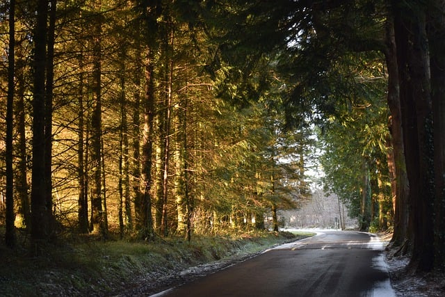 Free download trees light avenue road ireland free picture to be edited with GIMP free online image editor