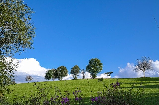 Free download Trees Meadow -  free photo or picture to be edited with GIMP online image editor