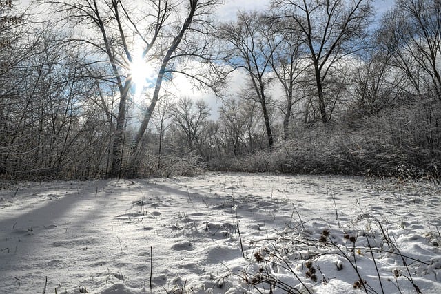 Free download trees meadow snow cold clouds free picture to be edited with GIMP free online image editor