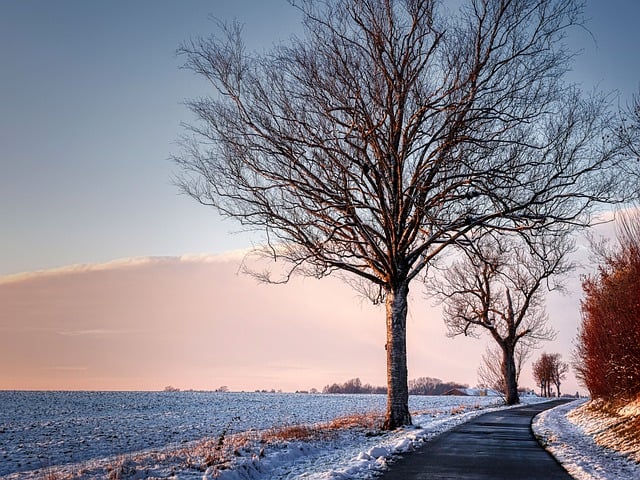 Free download trees meadow snow sunset dusk eve free picture to be edited with GIMP free online image editor