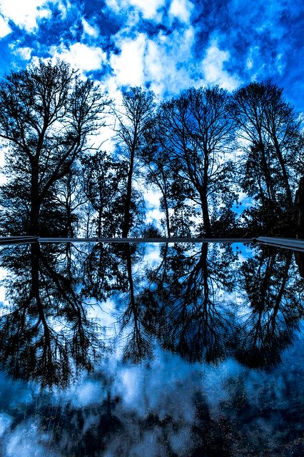 Template Photo Trees Mirroring Blue -  for OffiDocs