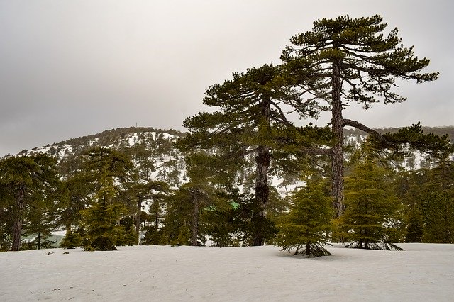 دانلود رایگان قالب عکس Trees Mountain Snow برای ویرایش با ویرایشگر تصویر آنلاین GIMP