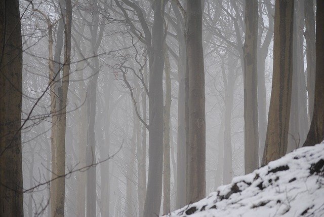 Free download Trees Mystical Forest -  free photo or picture to be edited with GIMP online image editor