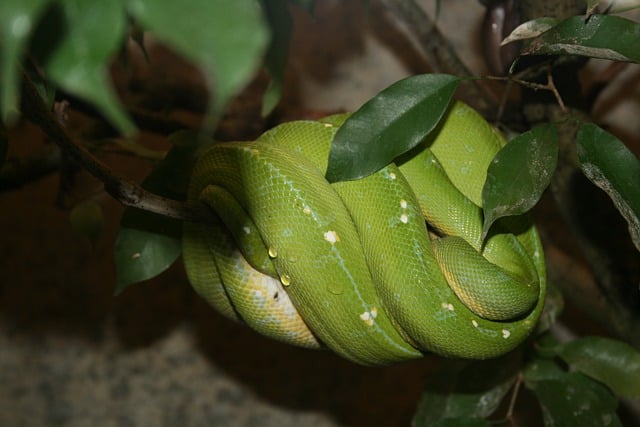 Free download tree snake leaves branches reptile free picture to be edited with GIMP free online image editor