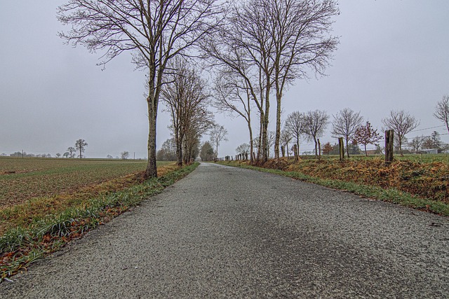 Free download trees nature alley outdoors rural free picture to be edited with GIMP free online image editor