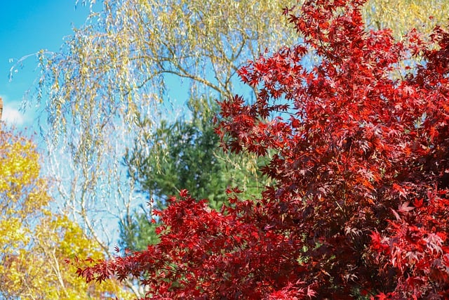 Free download trees nature autumn maple branch free picture to be edited with GIMP free online image editor