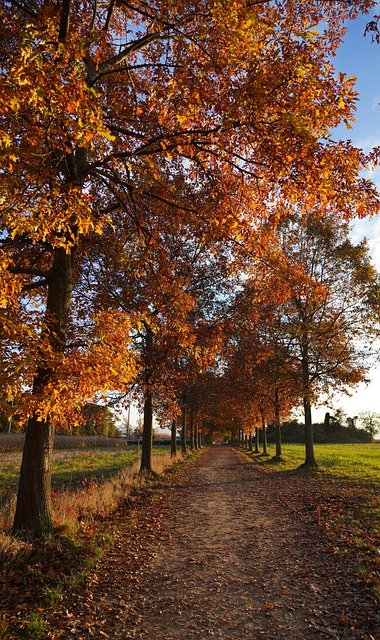 Free download trees nature fall season falls free picture to be edited with GIMP free online image editor