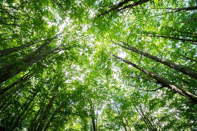 Kostenloser Download Trees Nature Forest kostenlose Fotovorlage zum Bearbeiten mit GIMP Online-Bildbearbeitung