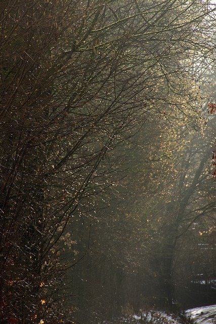 Free download trees nature forest rural free picture to be edited with GIMP free online image editor