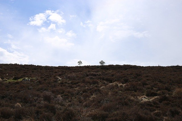 Téléchargement gratuit de Trees Nature Outside - photo ou image gratuite à modifier avec l'éditeur d'images en ligne GIMP