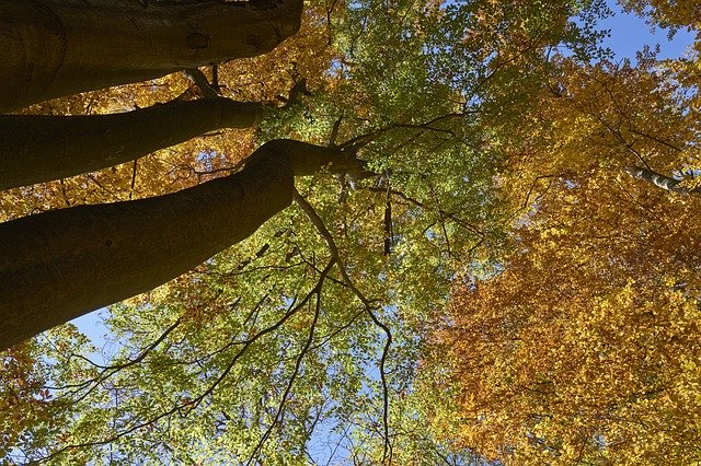 Muat turun percuma Trees Nature The Sky - foto atau gambar percuma untuk diedit dengan editor imej dalam talian GIMP