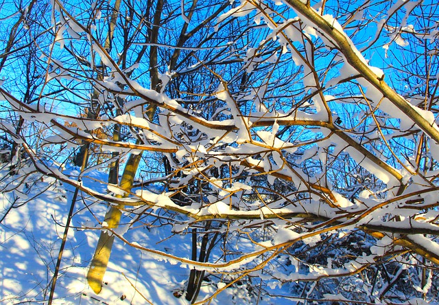 تحميل مجاني لأغصان الأشجار والثلوج في فصل الشتاء للصقيع المجاني ليتم تحريره باستخدام محرر الصور المجاني على الإنترنت GIMP