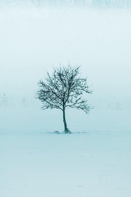 Free download tree snow cold outdoors winter free picture to be edited with GIMP free online image editor