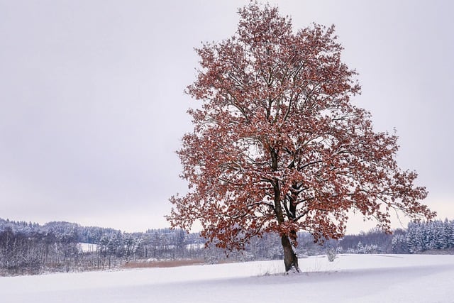 Free download tree snow riverbank branches free picture to be edited with GIMP free online image editor