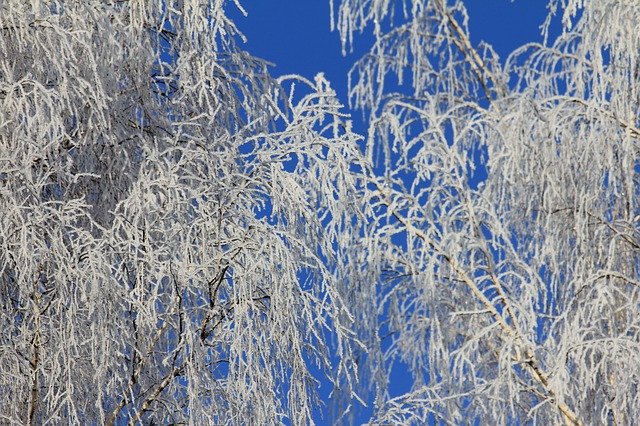 Descărcare gratuită Tree Snow Winter - fotografie sau imagini gratuite pentru a fi editate cu editorul de imagini online GIMP