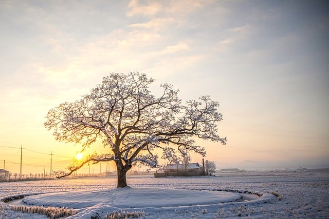 Free download tree snow winter nature morning free picture to be edited with GIMP free online image editor