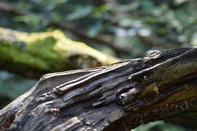 Muat turun percuma Trees Old Moss - foto atau gambar percuma untuk diedit dengan editor imej dalam talian GIMP