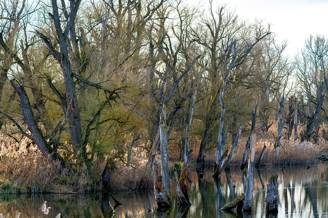 Free download trees old water flow nature free picture to be edited with GIMP free online image editor