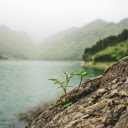 Trees on the rock cavity  screen for extension Chrome web store in OffiDocs Chromium