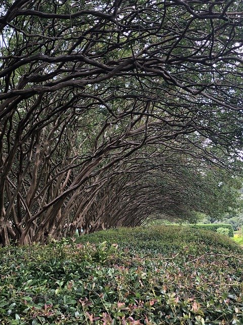 Muat turun percuma Pemandangan Pokok di Luar - foto atau gambar percuma untuk diedit dengan editor imej dalam talian GIMP