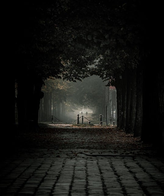 Free download trees park night dark outdoor free picture to be edited with GIMP free online image editor