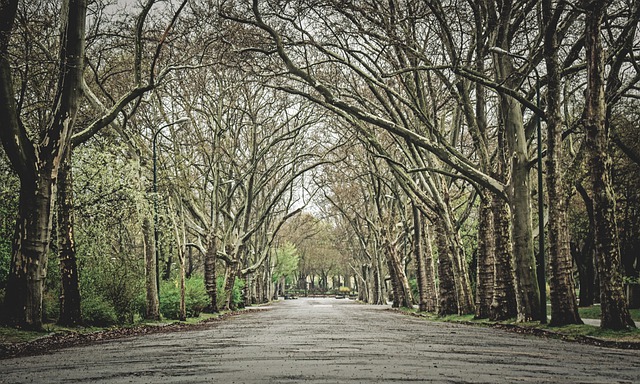 Free download trees park road branch nature free picture to be edited with GIMP free online image editor