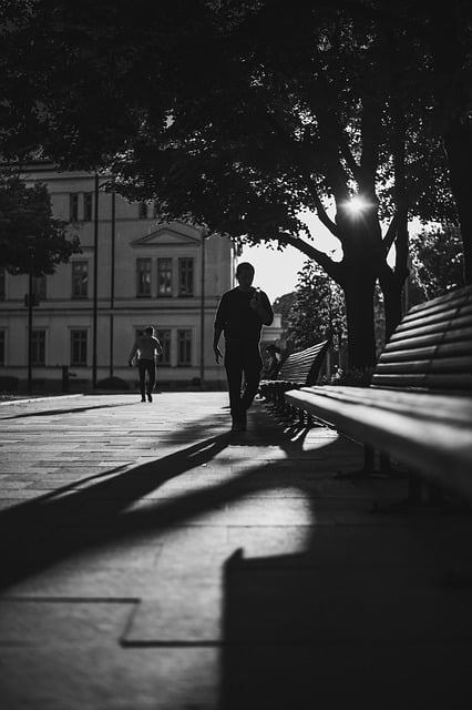 Free download trees park walk monochrome benches free picture to be edited with GIMP free online image editor