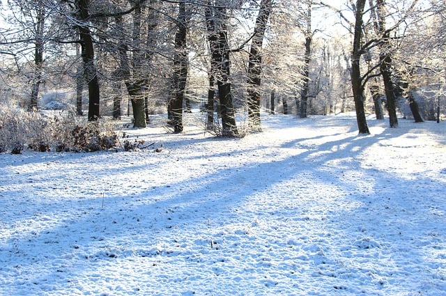 Free download trees park winter snow nature free picture to be edited with GIMP free online image editor