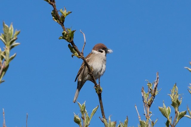 Muat turun percuma Burung Sparrow Pokok - foto atau gambar percuma untuk diedit dengan editor imej dalam talian GIMP